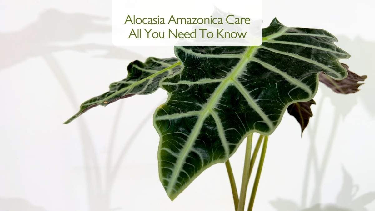 Alocasia Amazonica Care All You Need To Know