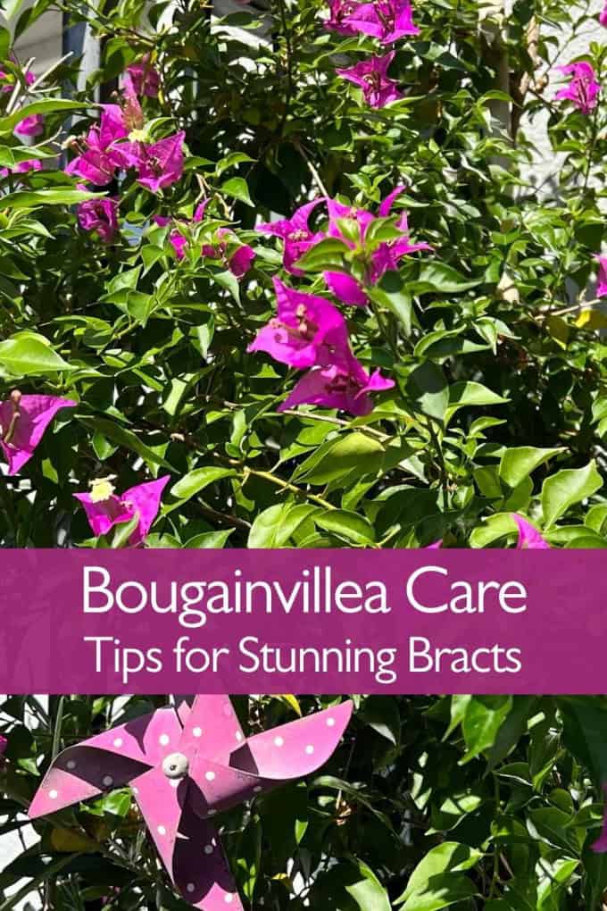 Bougainvillea Care
Tips for Stunning Bracts