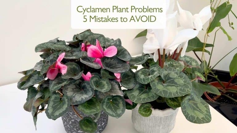 Cyclamen Plant Problems 5 Mistakes to AVOID