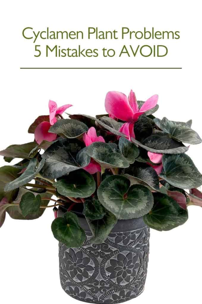 Cyclamen Plant Problems
5 Mistakes to AVOID