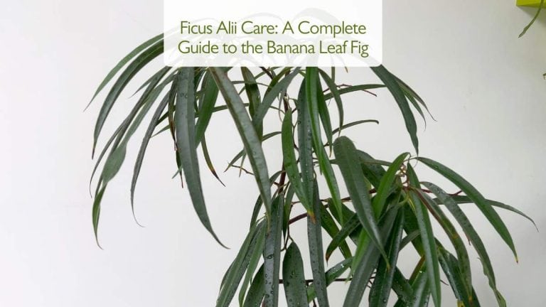 Ficus Alii Care: A Complete Guide to the Banana Leaf Fig