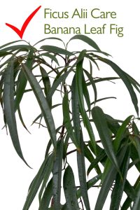 Ficus Alii Care: A Complete Guide to the Banana Leaf Fig