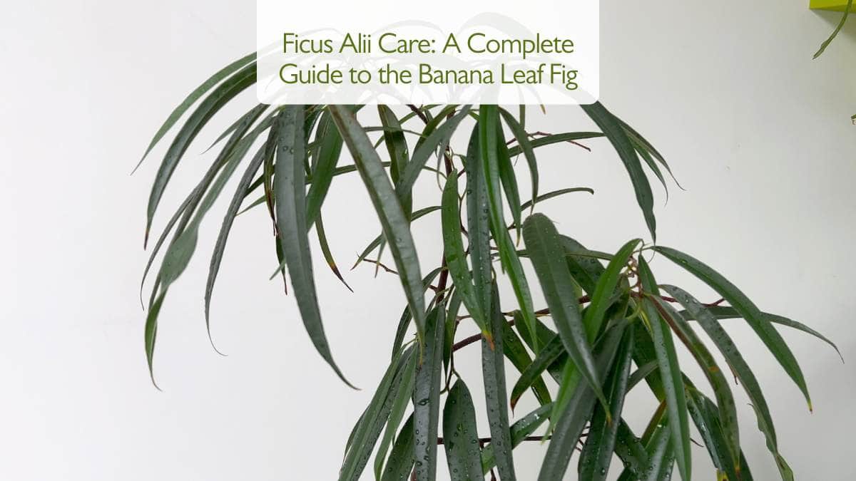 Ficus Alii Care: A Complete Guide to the Banana Leaf Fig
