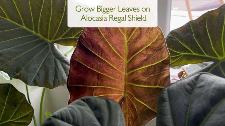 Grow Bigger Leaves on Alocasia Regal Shield