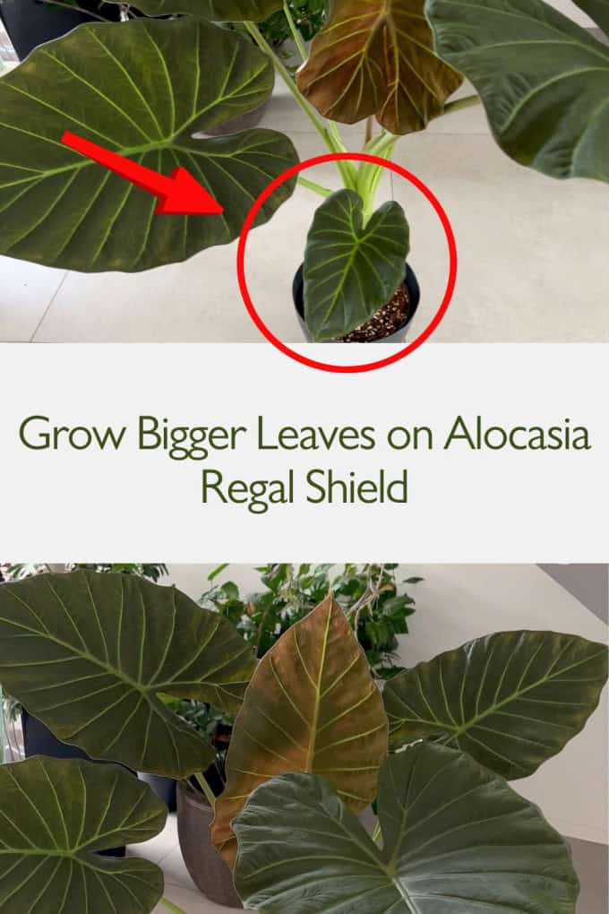 Grow Bigger Leaves on Alocasia Regal Shield