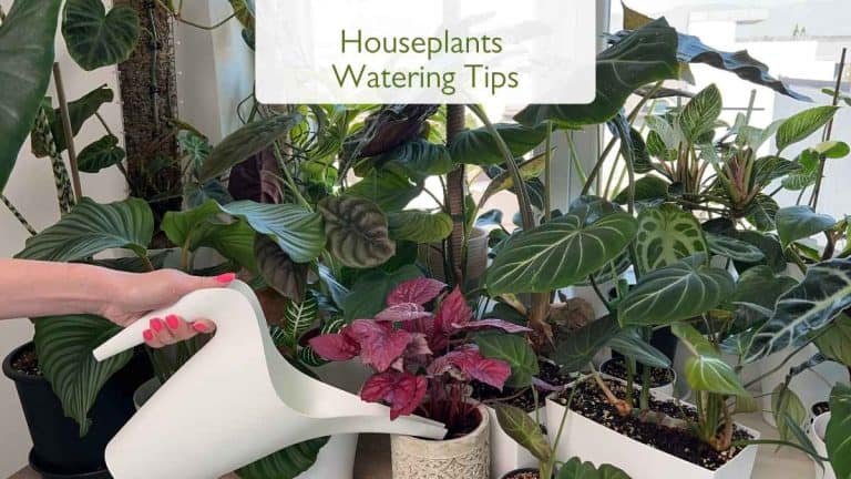 Houseplants Watering Tips