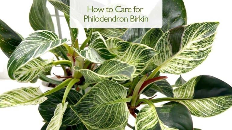 How to Care for Philodendron Birkin