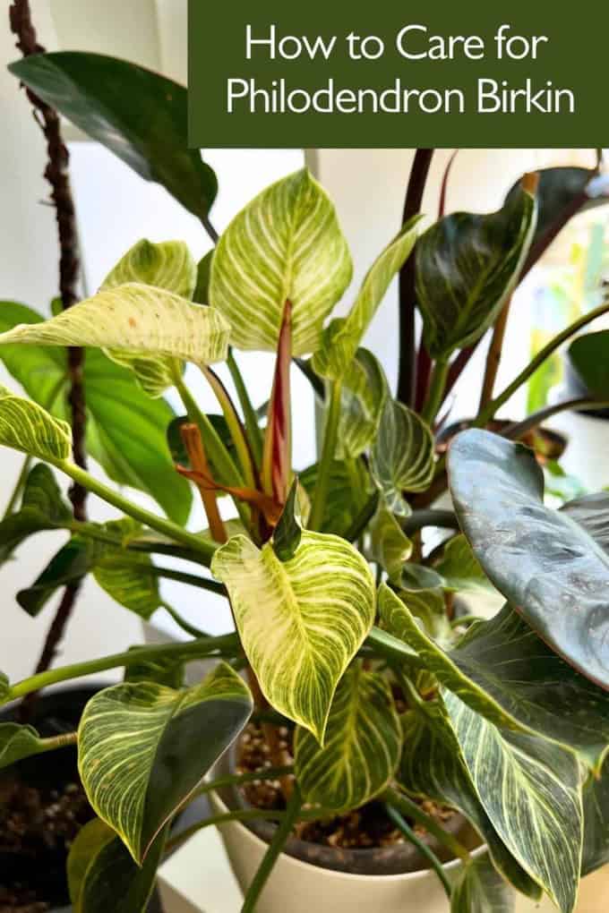 How to Care for Philodendron Birkin