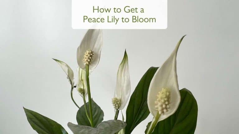 How to Get a Peace Lily to Bloom