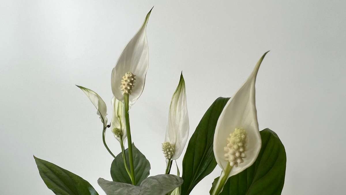 Peace Lily flowering in low light, several feet from a north-facing window