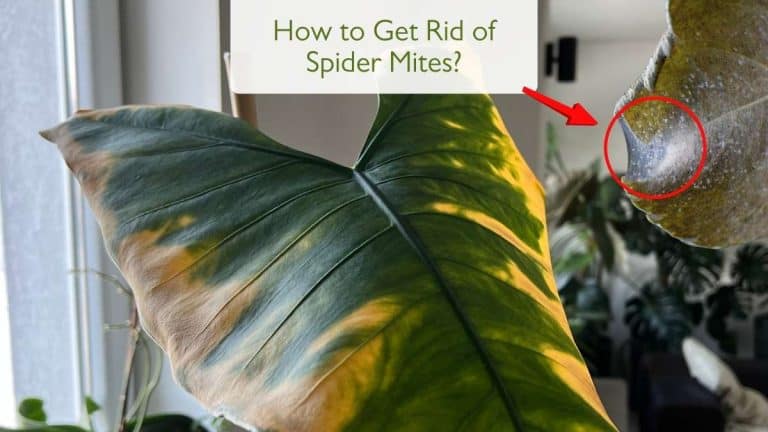 How to get rid of Spider mites
