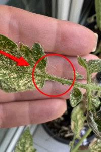 How to Get Rid of Spider Mites
