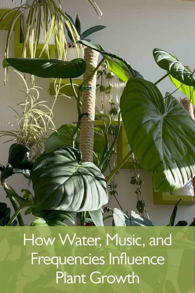 Masaru Emoto water research for plants