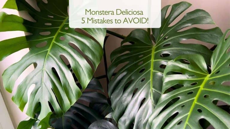 Monstera Deliciosa problems