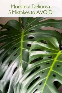Monstera Deliciosa problems