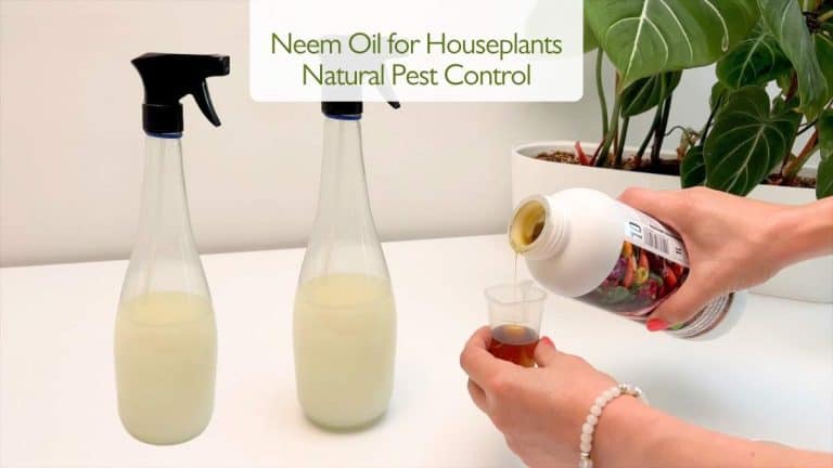 Neem Oil for Houseplants Natural Pest Control