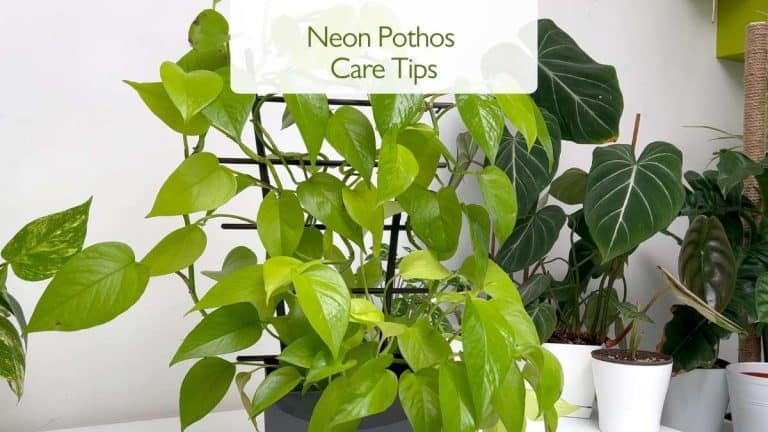 Neon Pothos Care Tips