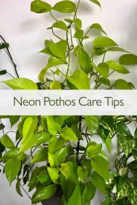 Neon Pothos Care Tips