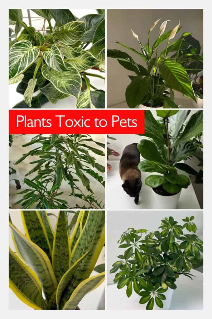 Not Pet-friendly Houseplants, TOXIC