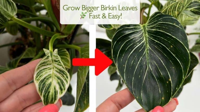 Philodendron Birkin bigger leaves