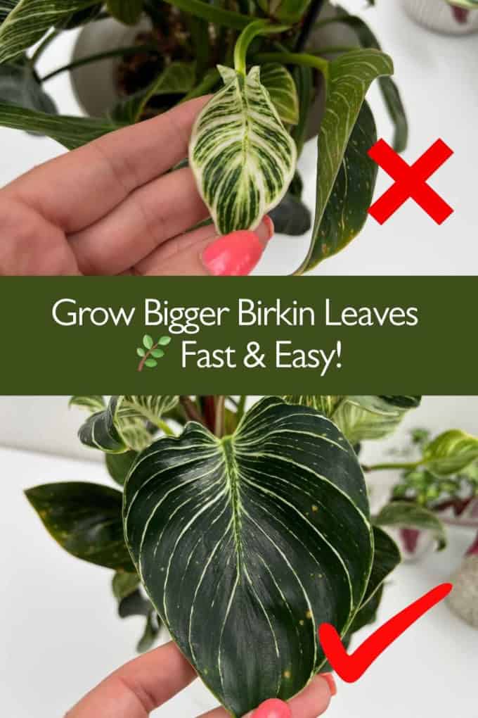 Philodendron Birkin bigger leaves