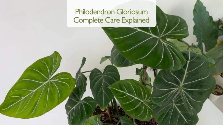 Philodendron Gloriosum care