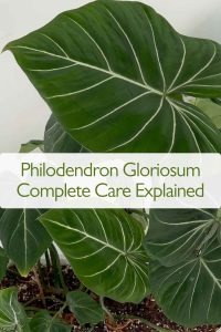 Philodendron Gloriosum care