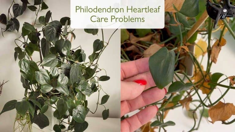 Philodendron Heartleaf Problems f
