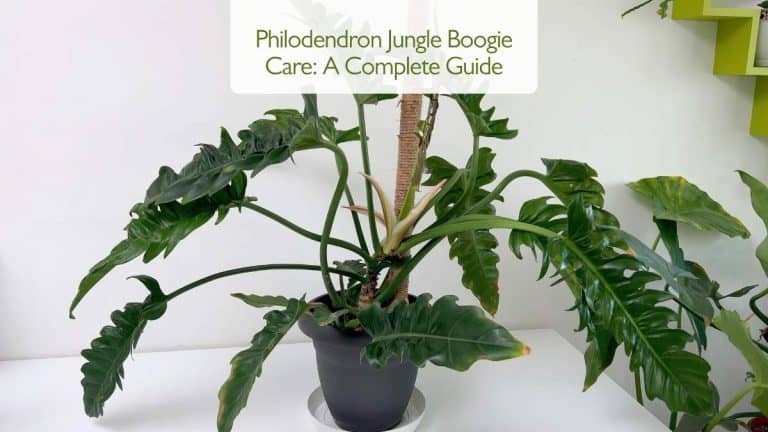 Philodendron Jungle Boogie Care- A Complete Guide