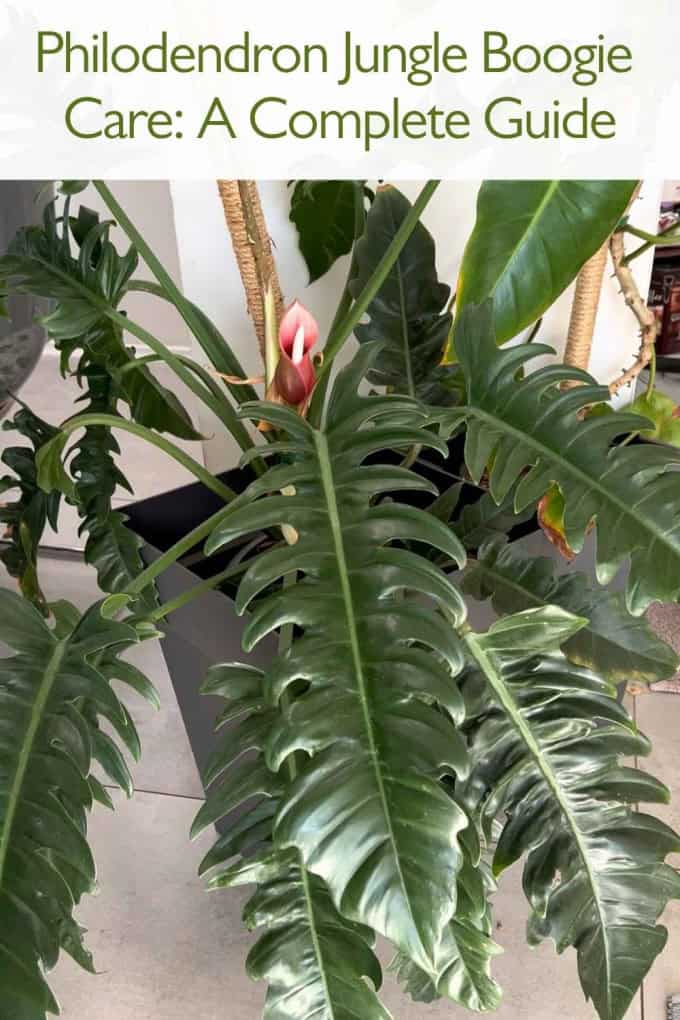 Philodendron Jungle Boogie Care: A Complete Guide