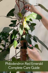 Philodendron Red Emerald Complete Care Guide