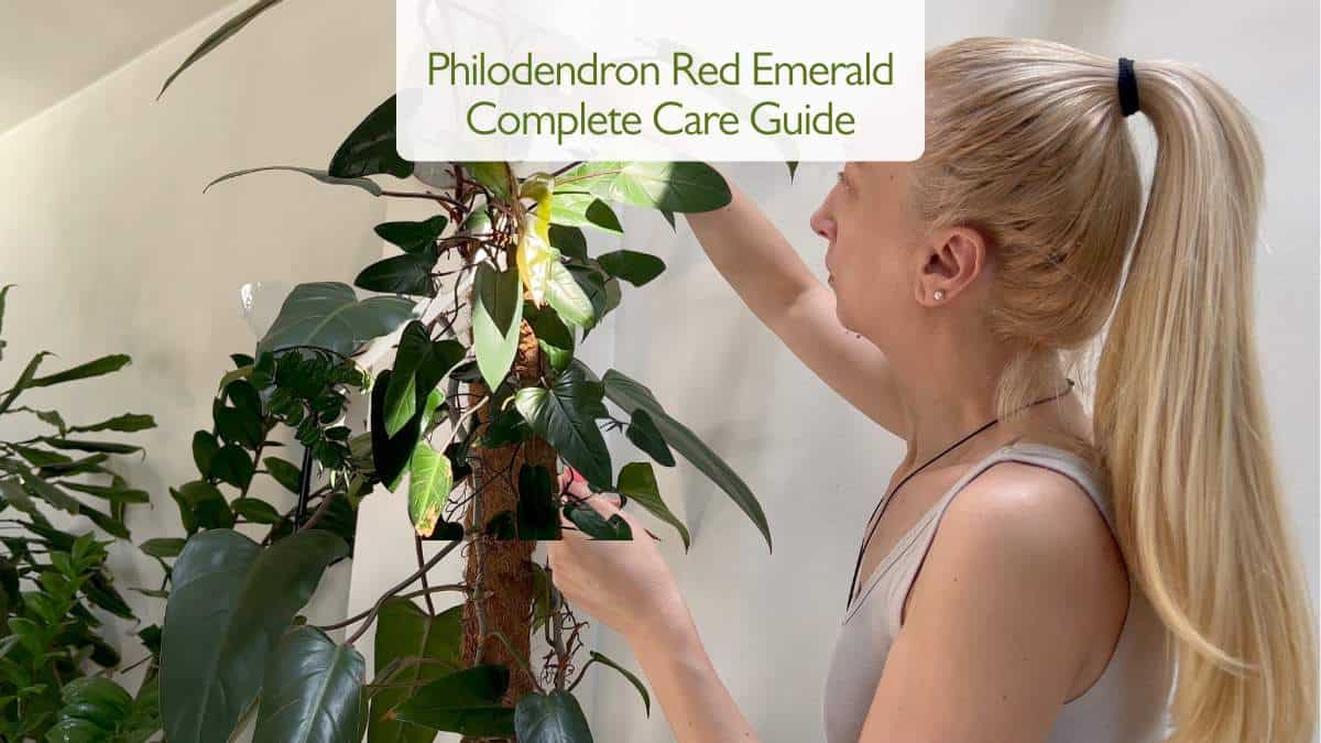 Philodendron Red Emerald Complete Care Guide