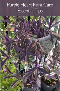 Purple Heart Plant Care: Essential Tips