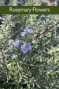 Rosemary Plant Care