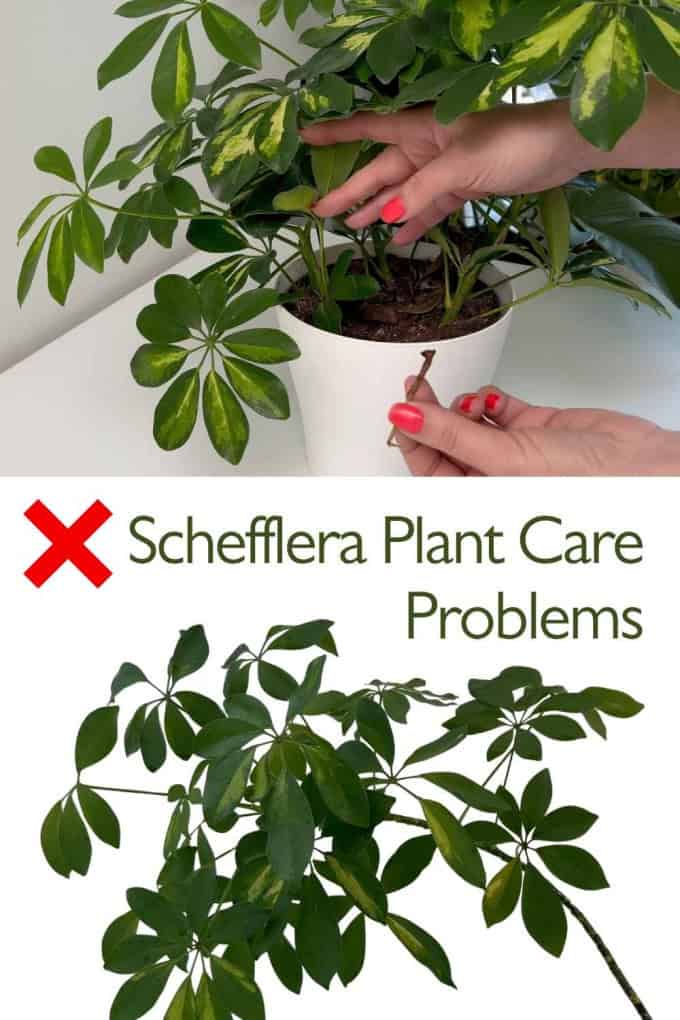 Schefflera Plant Care Problems and How to Fix Them
