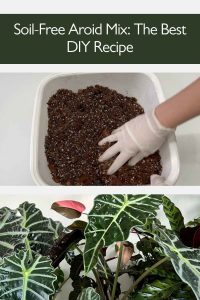Aroid Potting Mix