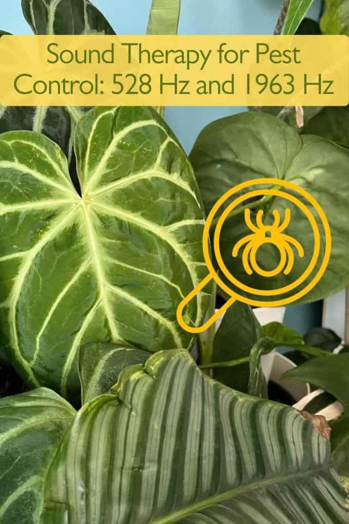 Sound Therapy for Pest Control: 528 Hz and 1963 Hz