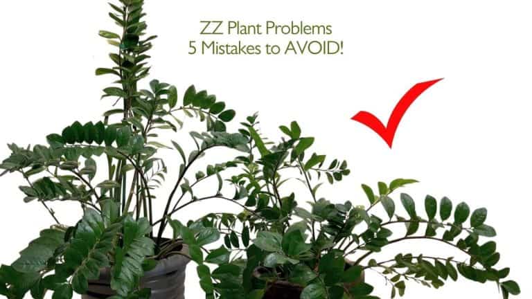 ZZ Plant Problems 5 Mistakes to AVOID!