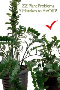 ZZ Plant Problems
5 Mistakes to AVOID!