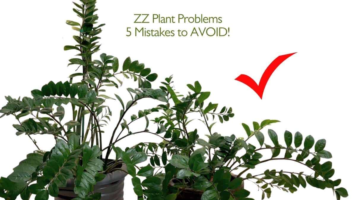 ZZ Plant Problems 5 Mistakes to AVOID!