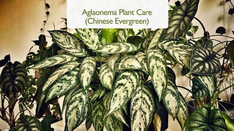 Aglaonema Plant Care Chinese Evergreen