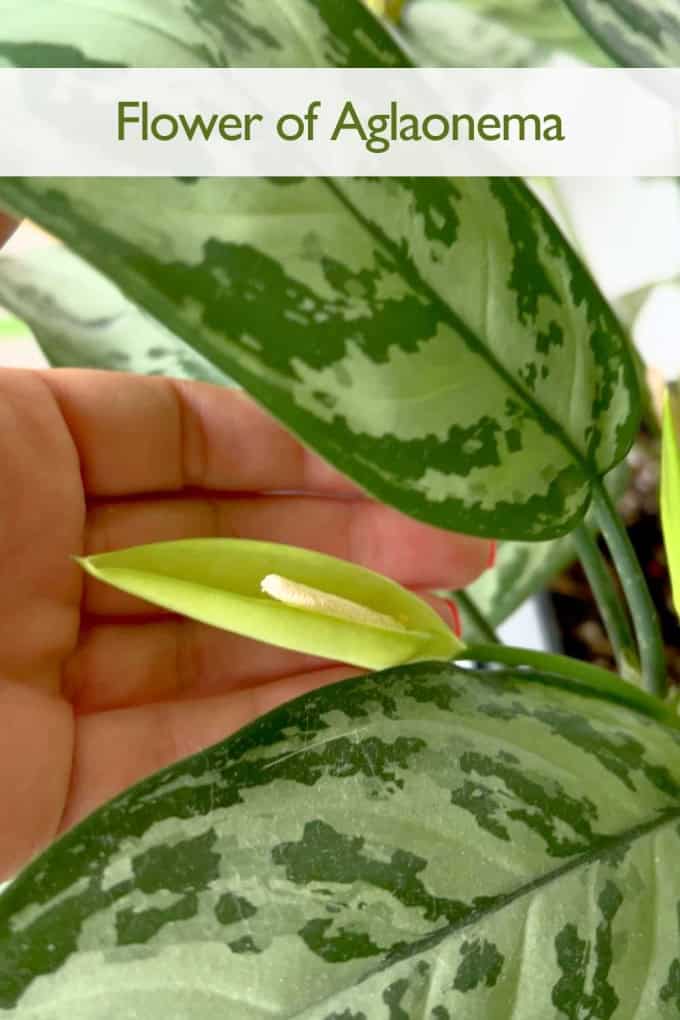Aglaonema Plant Care Chinese Evergreen Flower