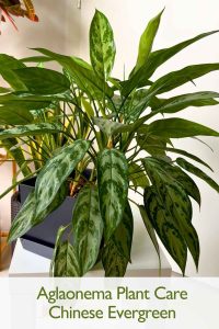 Aglaonema plant care