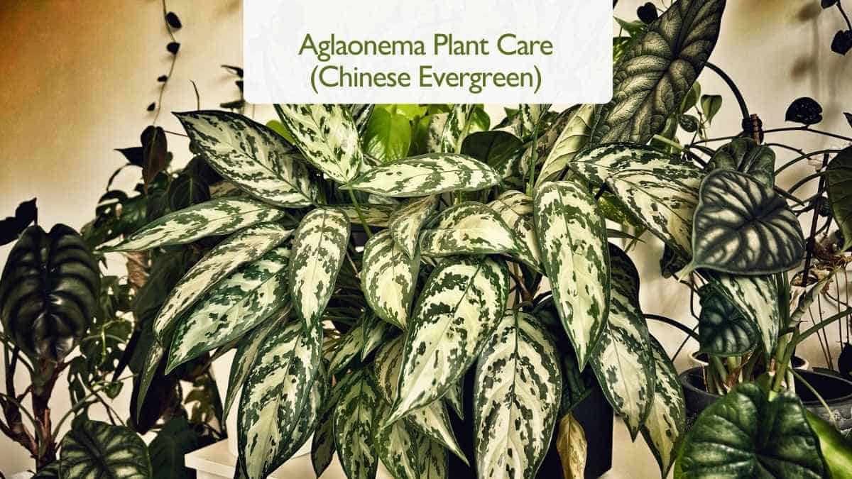 Aglaonema Plant Care Chinese Evergreen