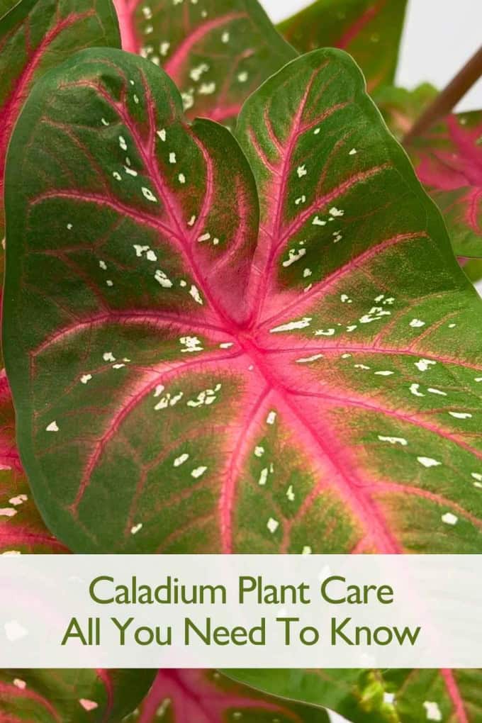 Caladium Plants Care: How to Grow Vibrant and Healthy Caladiums