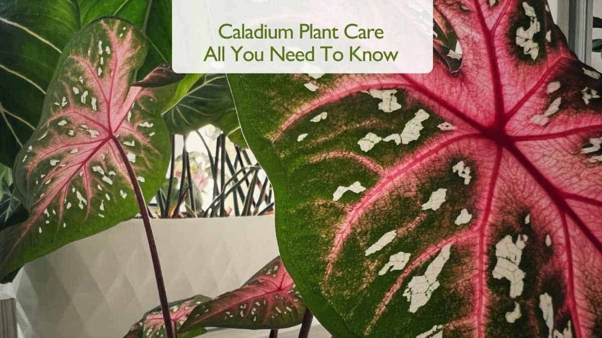 Caladium Plants Care: How to Grow Vibrant and Healthy Caladiums