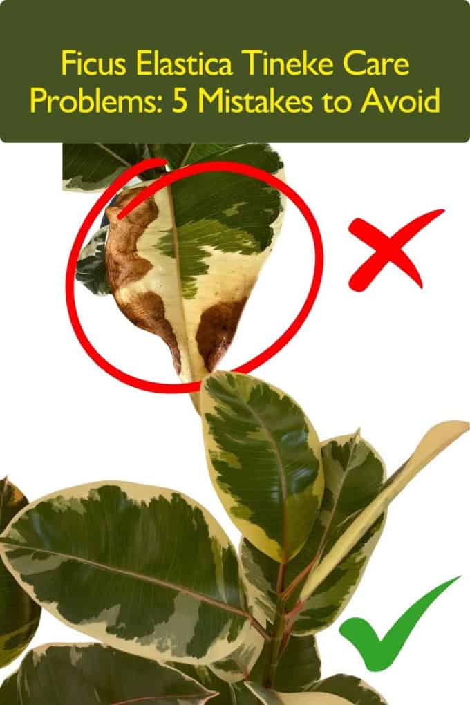Ficus Elastica Tineke Care Problems: 5 Mistakes to Avoid