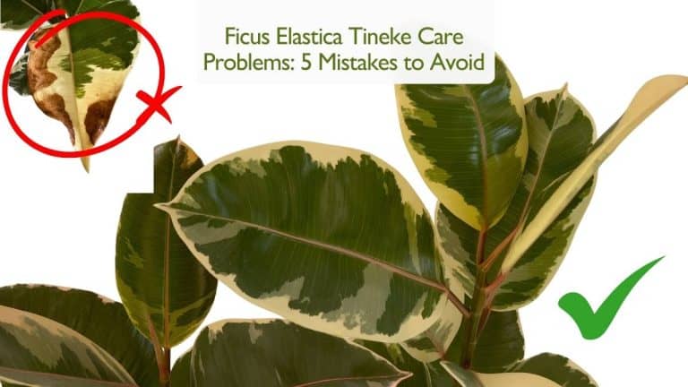 Ficus Elastica Tineke Care Problems: 5 Mistakes to Avoid