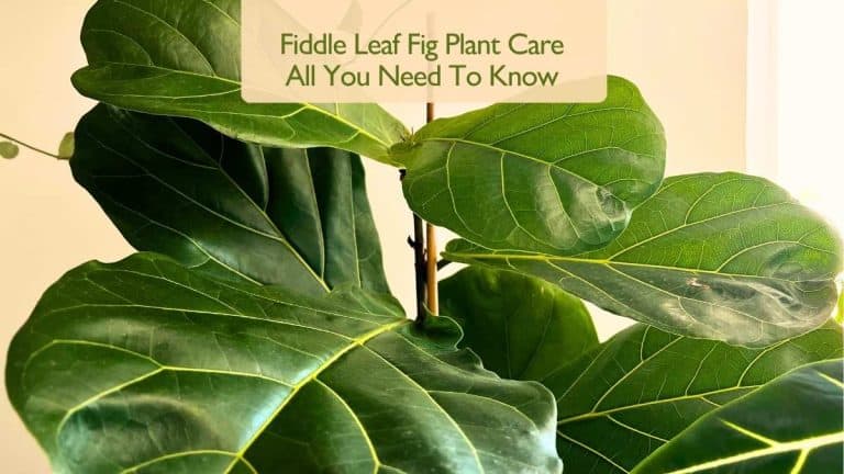 Fiddle Leaf Fig Plant Care - All You Need To Know