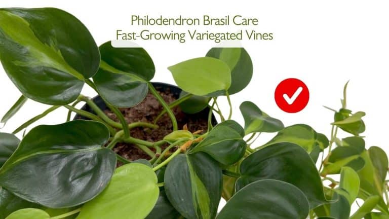 Philodendron Brasil Care Fast-Growing Variegated Vines